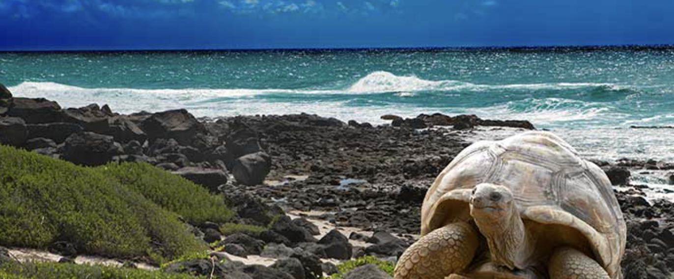Islas Galápagos (Ecuador) — Naturaleza única y movimiento consciente 🐢🌋🌊